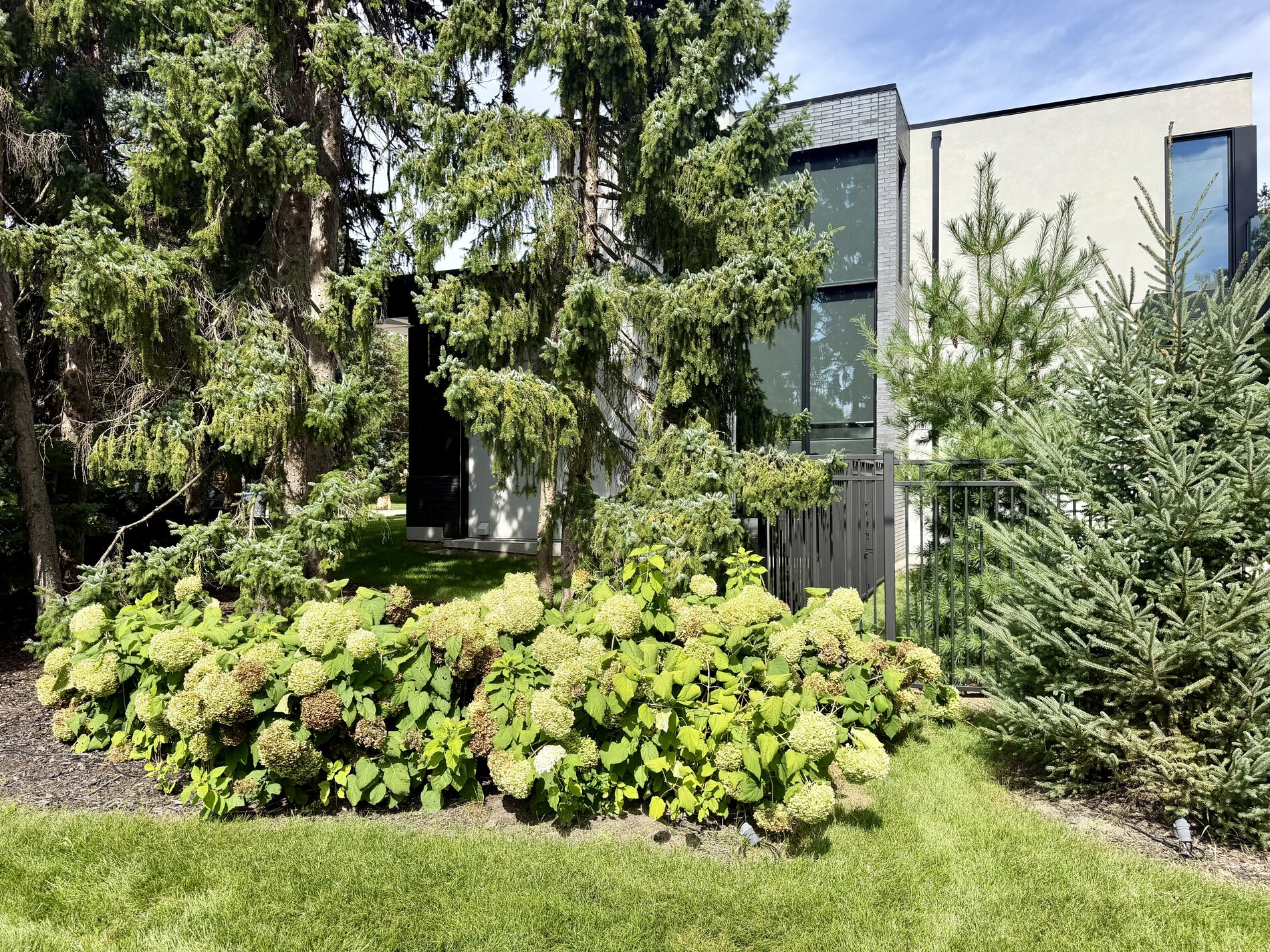 1654 Birchwood Drive — completed metal-fenced privacy yard